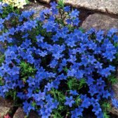 6 x Lithodora Diffusa 'Heavenly Blue' - Steenzaad pot 9x9cm