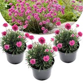 Plant in a Box - Set van 3 Armeria "Deep Rose" - Pot ⌀9cm - Hoogte ↕ 20-30cm - Tuinplant - Vaste plant - Bloeiend - Winterhard - Siergras