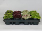 Sempervivum (rotsplanten) 12 stuks mix