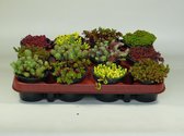 Sedum mix 12 stuks (9cm, rotsplanten)