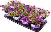 Petunia - Million Bells (Callibrachoa) - 3 kleuren in pot - 8 kwekerspotjes (Ø12cm) - volle tray
