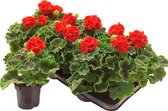Geranium staand - rood - 8stuks - perkplant