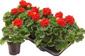 Koopgids: Dit zijn de beste geraniums