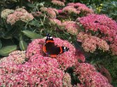 Sedum 'Herbstfreude' - Hemelsleutel 4 stuks