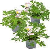 3x Pelargonium Graveolens – Citroengeranium – Anti-muggen - Geurend - ⌀10,5 cm - ↕15-20 cm