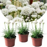 Plant in a Box - Set van 3 Armeria "Deep White" - Pot ⌀9cm - Hoogte ↕ 20-30cm - Tuinplant - Vaste plant - Bloeiend - Winterhard