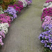 5x Aster alpinus - Alpine Aster Planten - Paars Geel - Vaste tuinplant - Bare rooted planten winterhart