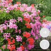 6x Pelargonium peltatum Mix Hangend – Geranium – Eénjarig – Geurend - ⌀10,5 cm - ↕15-20 cm