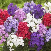 Garden Select - Phlox Mix - 5 Planten - Vaste Plant - Gemengde Kleuren - Winterhard