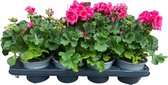 Geranium staand - roze - 8stuks - perkplant