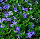 Kleine maagdenpalm (Vinca minor) - Vijverplant - Per 3 stuks - Gratis thuisbezorgd - Vijverplanten Webshop