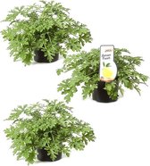 Citroengeraniums - Pelargonium Graveolens- anti-muggen plant - 3 stuks