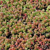 6 x Sedum Album 'Coral Carpet' - Vetkruid pot 9x9cm