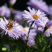 Aster Ageratoides Asran - Biologische Herfstaster - Roze geel - ↑ 25-35cm - Ø 12,5cm