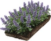 Covergreen® kant-en-klare plantenmat kattenkruid (Nepeta)