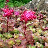 6 x Sedum Spurium 'Purpurteppich' - Vetkruid pot 9x9cm