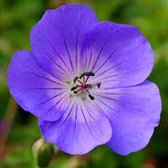 6 x Geranium 'Rozanne' - Ooievaarsbek pot 9x9cm