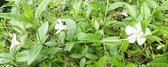 Witte Maagdenpalm (Vinca minor alba)  - Vijverplant - Per 3 stuks - Gratis thuisbezorgd - Vijverplanten Webshop