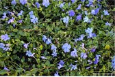 12 x Vinca minor - Pot 9 x 9 cm - blauwe maagdenpalm