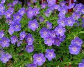 12x Geranium Rozanne - Ooievaarsbek in p9 (0,5 liter) pot