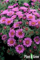 6 * Herfstaster / Aster novae-angliae 'Purple Dome'