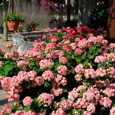3x Geranium "Apple Blossom" - Pelargonium zonale - Roze bloemen - Bloeiende plant voor terras en balkon - ↑ 15-25 cm - Pot Ø 10,5 cm