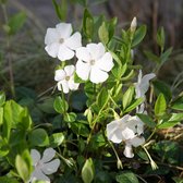 24 x VINCA MINOR 'GERTRUDE JEKYLL' - Maagdenpalm pot 9x9cm