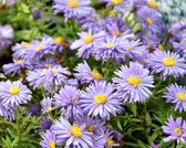 Aster dumosus 'Professor Anton Kippenberg'