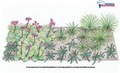 Borderpakket 'Bodembedekkers' - 21 planten - halfschaduw / schaduw - 4 m²