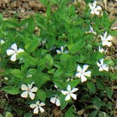 6 x Vinca Alba - Witte maagdenpalm pot 9x9cm