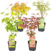 4x Acer Mix - Orange Dream - Going Green - Butterfly - Atropurpureum - ⌀10.5 cm - ↕25-30 cm