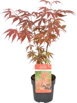 Acer palmatum 'Atropurpureum' - Japanse Esdoorn - Heester - Winterhard - ⌀10,5 cm - ↕25-30 cm