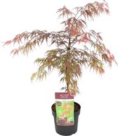 Japanse esdoorn | Acer palm. 'Garnet - Buitenplant in kwekerspot ⌀19 cm - ↕50-60 cm