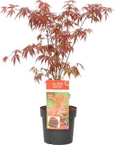Acer palmatum 'Atropurpureum' - Japanse Esdoorn - Heester - Winterhard - ⌀19 cm - ↕55-65 cm