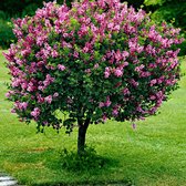 Syringa meyeri 'Palibin' - Dwergsering op stam - Paars - ↑ 60cm - Ø 19cm