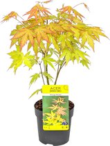 Acer palmatum 'Orange Dream' - Japanse Esdoorn - Heester - Winterhard - ⌀10,5 cm - ↕25-30 cm