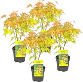 4x Acer palmatum 'Orange Dream' - Japanse Esdoorn - Heester - Winterhard - ⌀10,5 cm - ↕25-30 cm