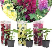 Plant in a Box - Mix van 3 Alcea stokrozen - Alcea rosea 'Spring Celebrities' - Pot ⌀13cm - Hoogte ↕ 20-30cm - Tuinplant - Winterhard - Stokroos