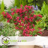 Plant in a Box - Set van 2 Weigela "Red Prince" - Pot ⌀17cm - Hoogte ↕ 25-40cm - Rode Weigela Tuinplant - Bloeiende heester - Rode Weigela - Winterhard