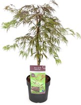 Plant in a Box - Acer 'Inaba-shidare' - Japanse Esdoorn - Pot ⌀13cm - Hoogte ↕40-50cm - Rode Esdoorn - Winterhard - Japanse boom