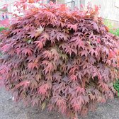 Acer Palmatum 'Atropurpureum' - Japanse Esdoorn rood - ↑ 50-60cm - Ø 19cm