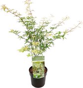 Acer 'Ukigumo' | Japanse Esdoorn - Buitenplant in kwekerspot ⌀13 cm - ↕25-35 cm