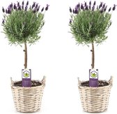 Plant in a Box - Set van 2 Lavendel boompjes in mand - Lavandula stoechas 'Anouk' - Pot ⌀15cm - Hoogte ↕45-55cm - Tuinplant - Balkonplant - Terrasplant - Inclusief manden - Winterhard - Lavendel