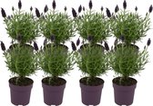 ZynesFlora - Lavandula – 8 Stuks - Ø 12 cm - ↕ Hoogte: 25-30 cm – Lavendel - Buitenplant – Tuinplant - Winterhard
