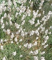 6 x Lavandula 'Edelweiss' - Lavendel pot 9x9cm