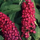 Buddleja Davidii 'Royal Red' - Vlinderstruik 40-60 cm in pot