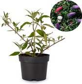 Vlinderstruik - Buddleja 'Tri-color' - 40-50 cm hoog - potmaat 19cm