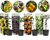 Plant in a Box - Medi Mix - Set van 4 mediterrane fruitboompjes - Pot ⌀9 cm - Hoogte ↕ 25 - 40 cm