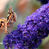 Buddleja Empire Blue - Vlinderstruik - Blauw, Meerjarig en Winterhard | 1.5 liter pot