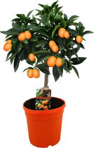Plant in a Box - Citrus Kumquat - Kamerplant - Citrusboom - Fruitboom - Pot ⌀19 cm - Hoogte ↕ 55-65 cm